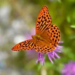 Haus Deule Apartmán Sankt Gallenkirch