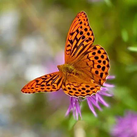 Haus Deule דירה סנט גלנקירש